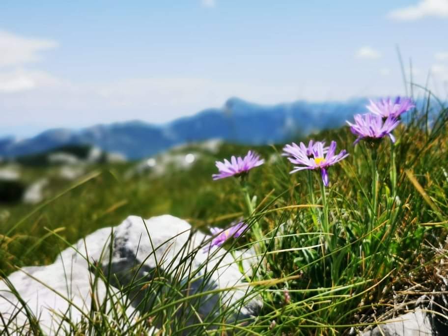 Read more about the article Meditacija, srž učenja joge